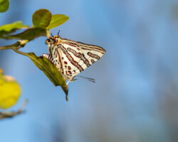 Cigaritis natalensis
