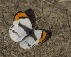 Colotis euippe omphale form theogone