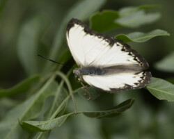 Cymothoë coranus
