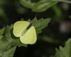 Dixeia spilleri