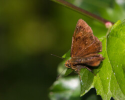 Eagris nottoana nottoana