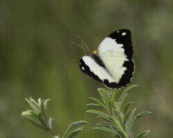 Eronia cleodora form dilatata