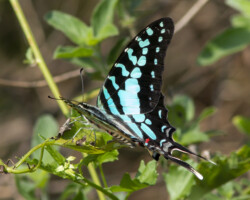Graphium antheus