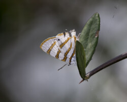 Iolaus diametra natalica