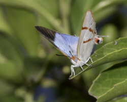 Iolaus sidus