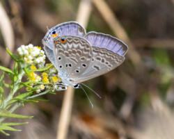 Lepidochrysops patricia