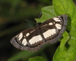 Neptis goochii