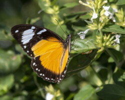 Papilio dardanus cenea form aikeni