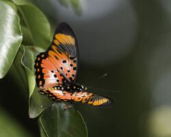 Pseudacraea boisduvali trimenii