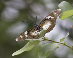 Pseudacraea lucretia tarquinia