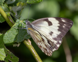 Pseudanaphaeis gidica abyssinica f westwoodi
