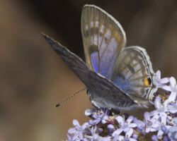 Steel-blue Ciliate Blue