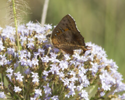 Axiocerses croesus