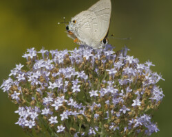 Deudorix diocles
