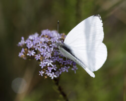 African Ant-heap White ♂