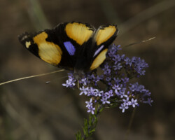 Junonia hierta cebrene