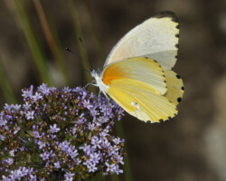 Mylothris agathina agathina