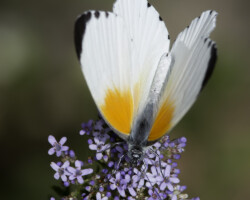 Mylothris rueppellii haemus