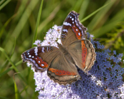 Precis archesia archesia form archesia Ⓒ Mark Liptrot